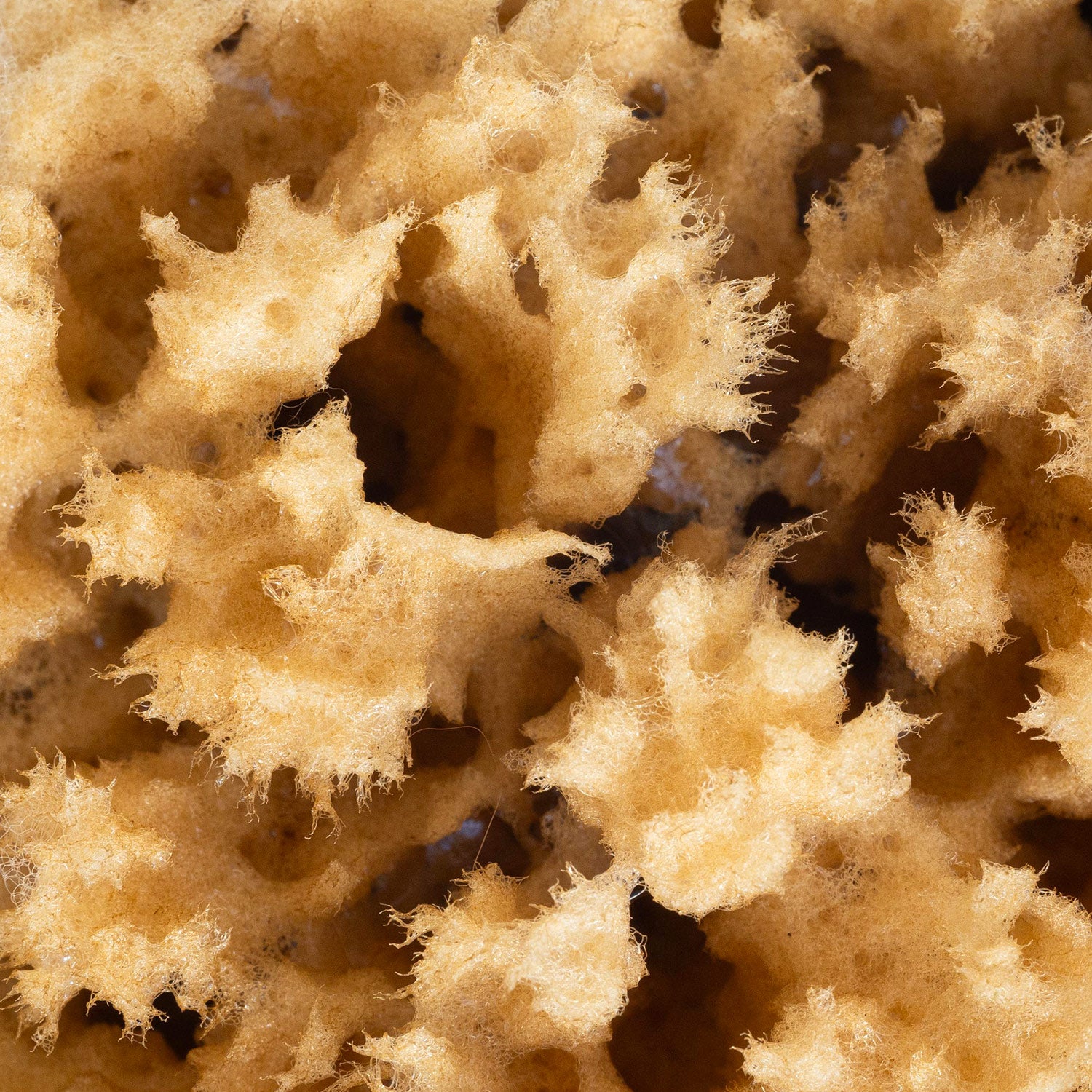files/body-sea-sponge-2.jpg
