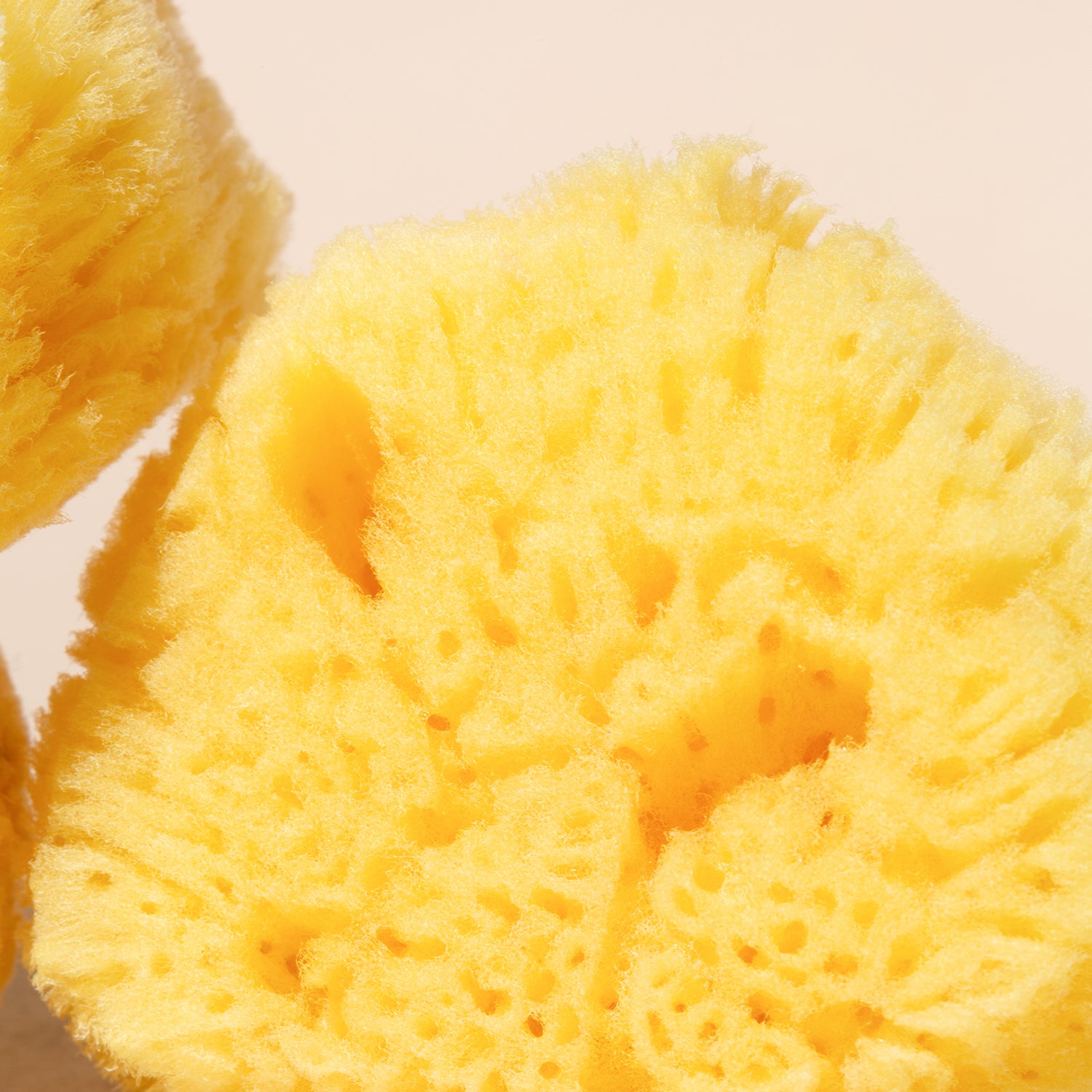 products/silk-sea-sponge-closeup.jpg
